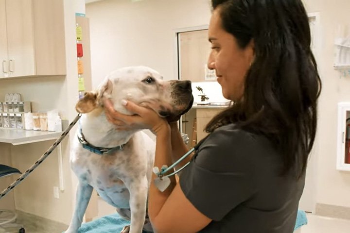 vet snuggling a white dog in the new SHS clinic
