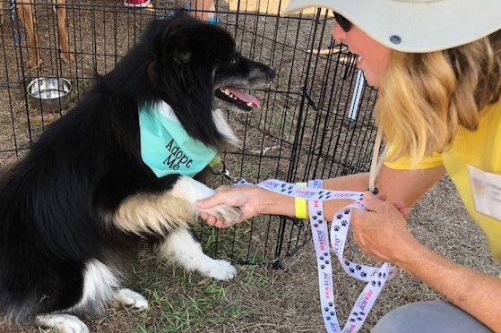 woman shaking paw of dog