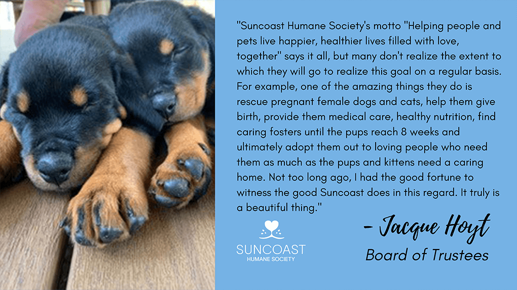 Suncoast Humane Society's motto Helping people and pets live happier, healthier lives filled with love, together says it all, but many don't realize the extent to which they will go to realize this goal on a regular basis. For example, one of the amazing things they do is rescue pregnant female dogs and cats, help them give birth, provide them medical care, healthy nutrition, find caring fosters until the pups reach 8 weeks and ultimately adopt them out to loving people who need them as much as the pups and kittens need a caring home. Not too long ago, I had the good fortune to witness the good Suncoast does in this regard. It truly is a beautiful thing. - Jacque Hoyt - Board of Trustees