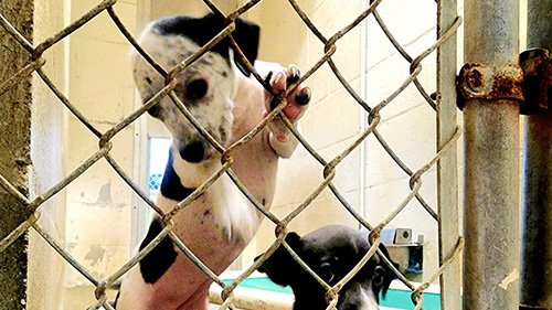 black and white spotted puppy in a cage