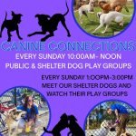Canine Connections
