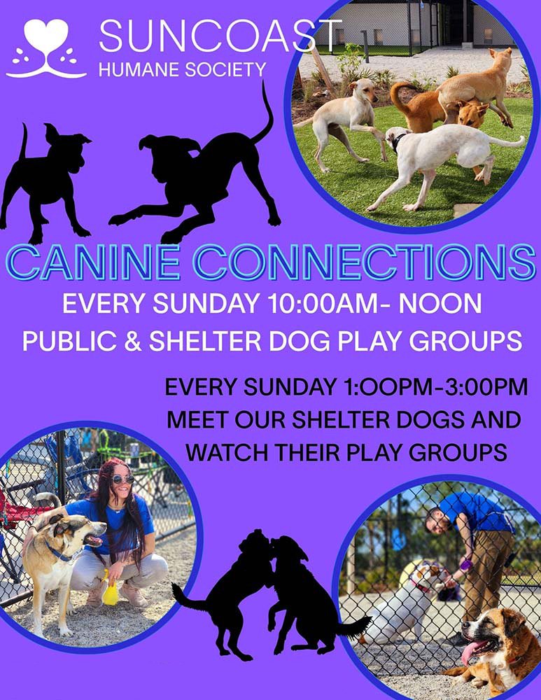 Canine Connections