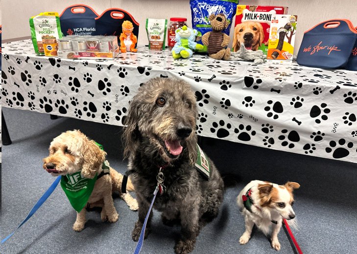 three dogs named Dexter, Murphy and Cody