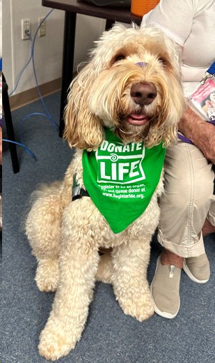 Beau the dog with a green bandana