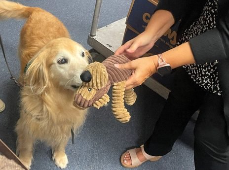 Golden Retriever, Livvy with a toy