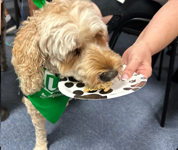 Dexter the dog eating food from a paper plate