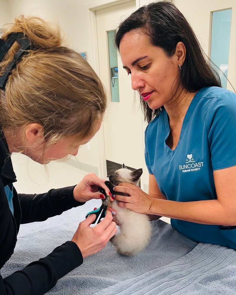 two female vets trimming a kitten's nails