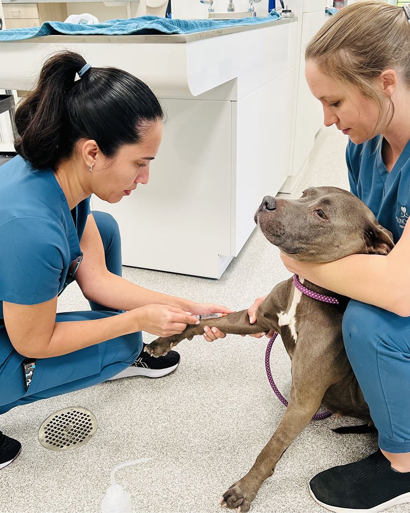 two female vets vaccinating a dog
