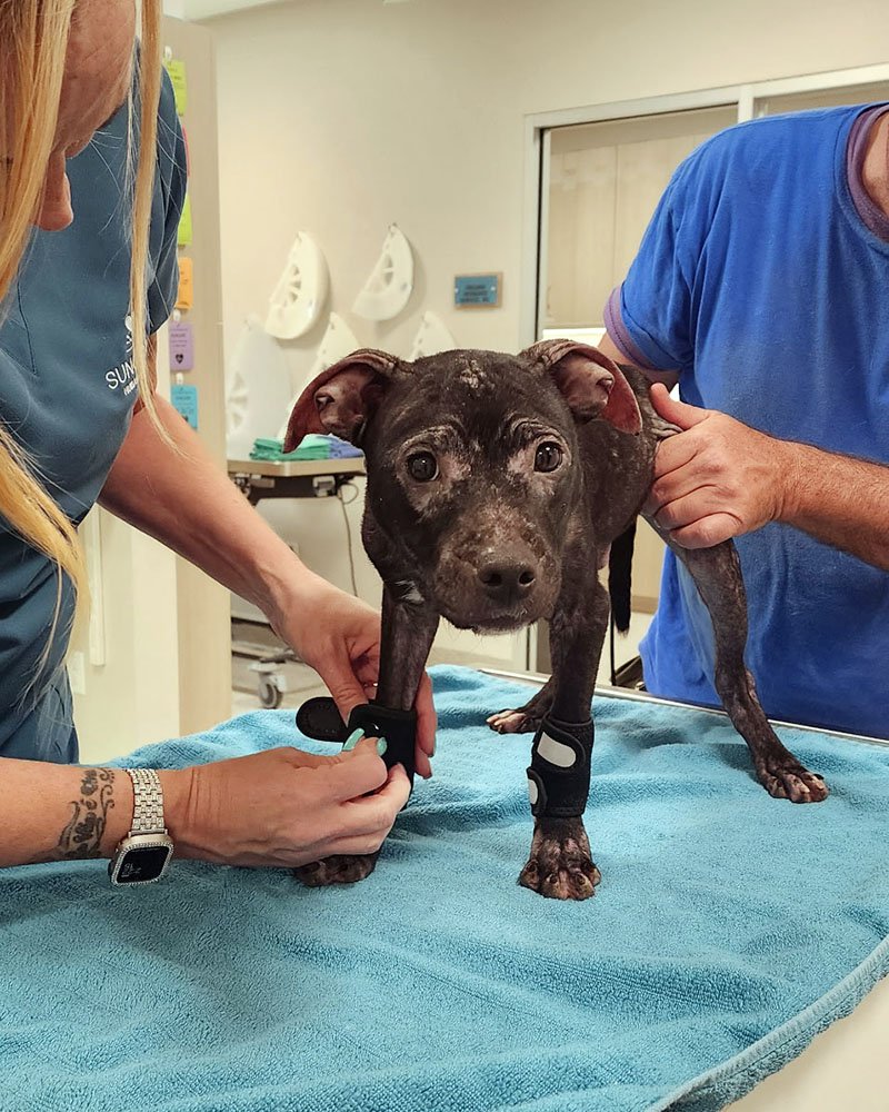 two vets caring for a small dog
