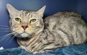 adult male domestic shorthair cat with light gray and tan fur with dark gray stripes