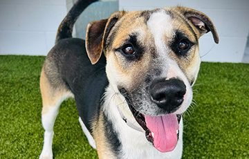 young, medium sized, male, mixed breed dog with black, white, and tan fur